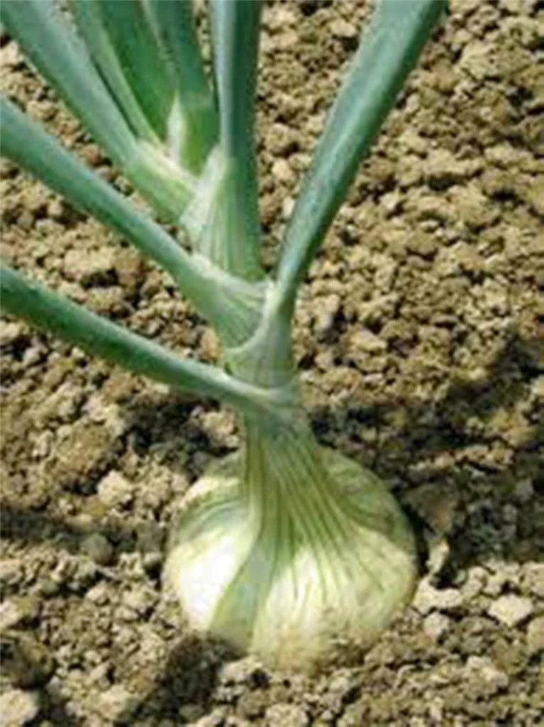 Spanish White Onion Seeds – Heirloom Allium cepa, Sweet Flavor, 25+ Seeds for Cooking & Home Gardens