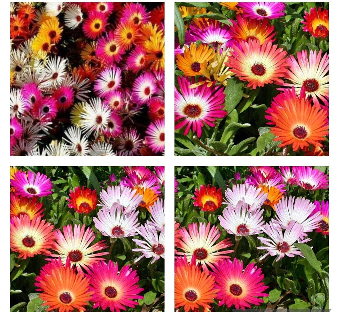 Daisy Ice Plant Seeds, Livingstone Mix, Drought Tolerant Succulent, Delosperma cooperi, Ground Cover, Perennial