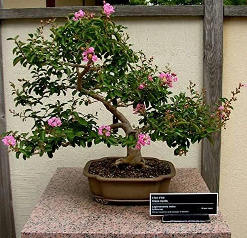 Crape Myrtle Bonsai Tree Seeds - 50 Pack - Lagerstroemia indica - Flowering Miniature Tree for Garden & Indoor