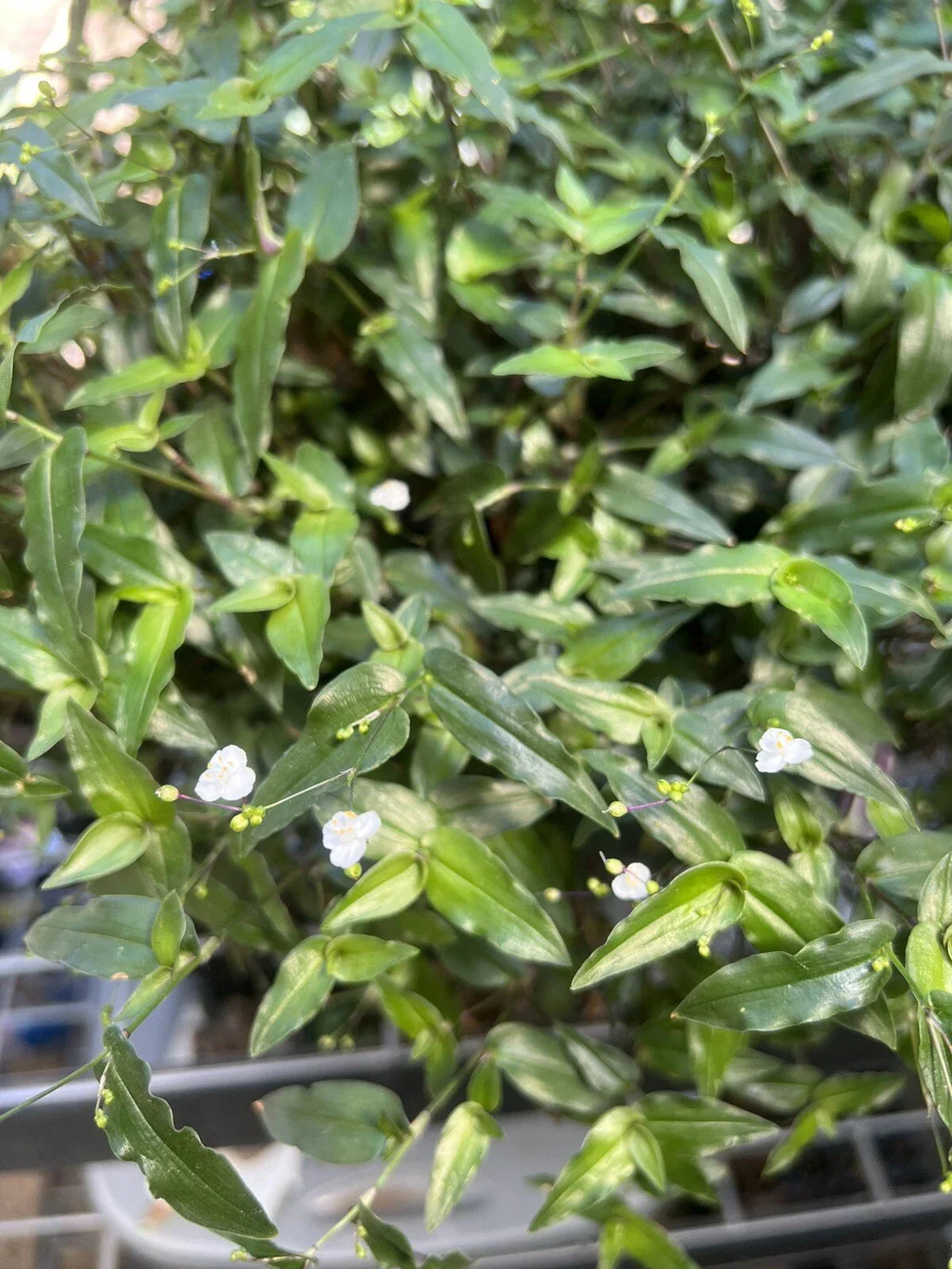 Tahitian Bridal Veil Cuttings - 10 Live Gibasis pellucida Plants for Easy Propagation