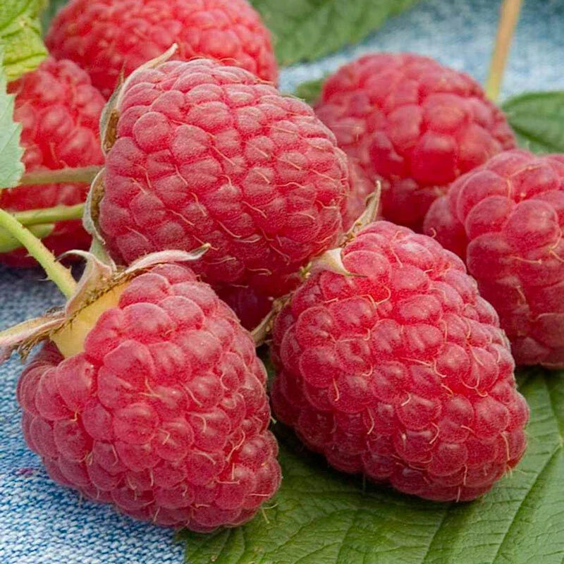 Heritage Raspberry Seeds - 25 Rubus idaeus Berry Seeds for Twice-Yearly Harvests, Easy to Grow, Award-Winning Fruit Seeds