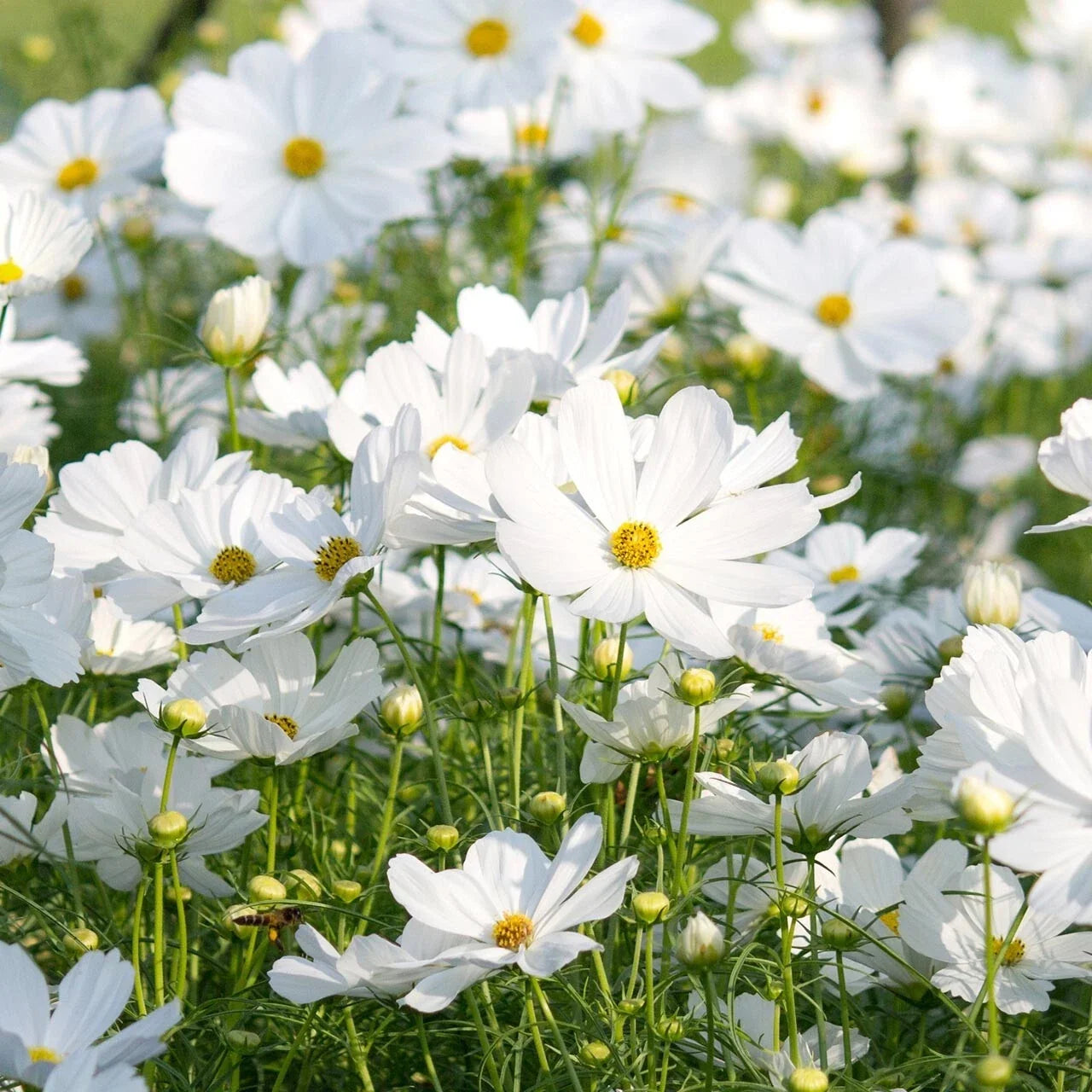 Cosmos Seeds - 200+ Count - Cosmos bipinnatus - Garden Flowering Plant for Borders & Containers