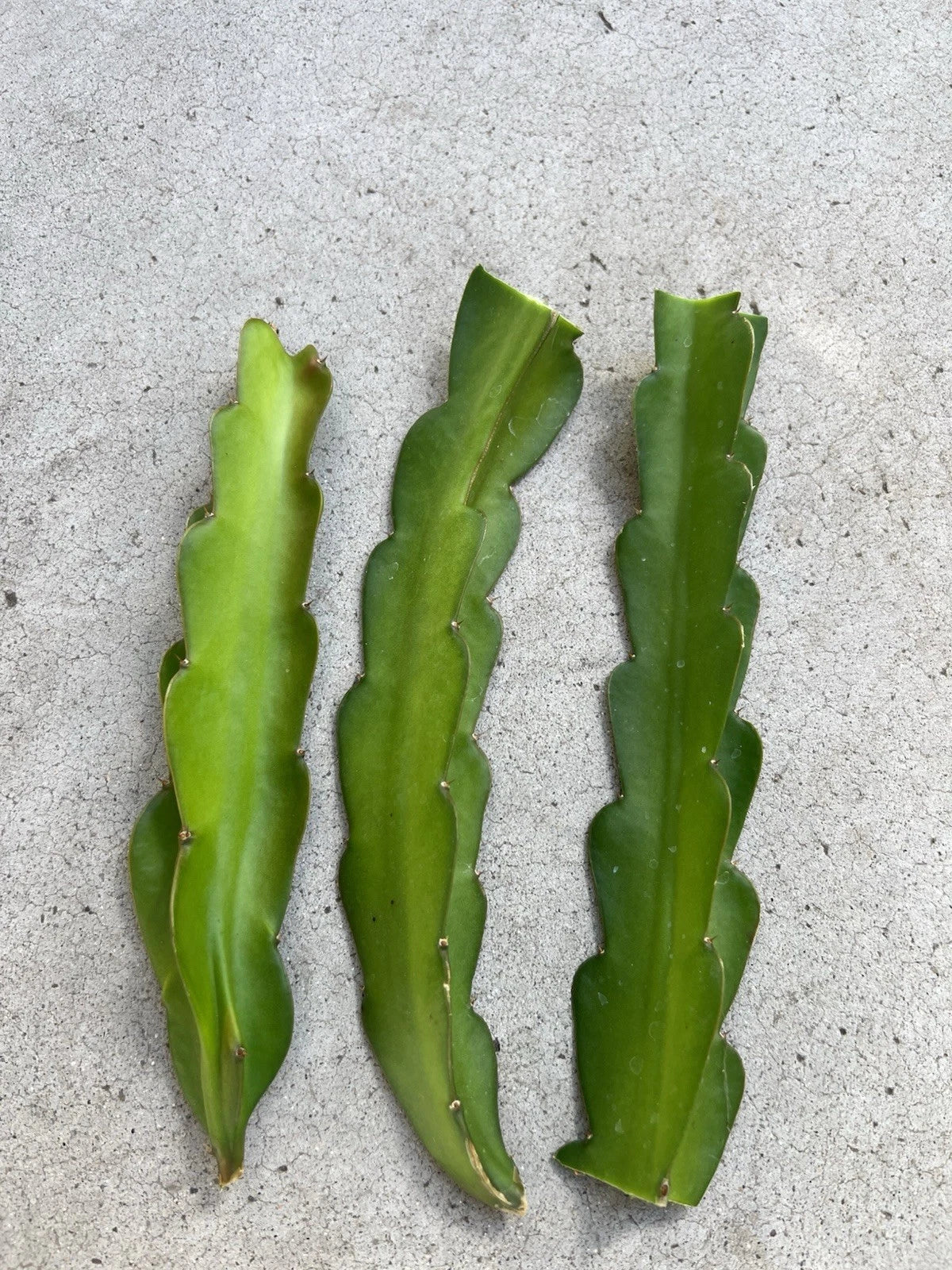 American Beauty Dragon Fruit Cuttings 8 Inch - Hylocereus undatus - Self-Pollinating Exotic Fruit Plant for Garden or Indoor