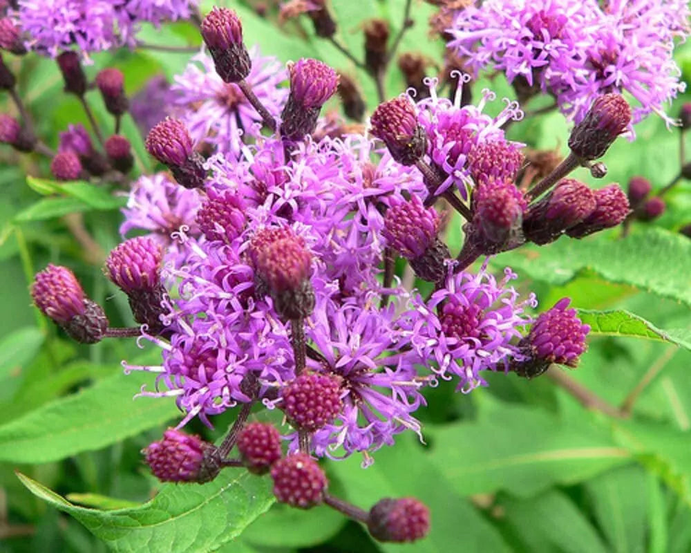 Ironweed Seeds 100 Pack - Purple Flowering Perennial Vernonia gigantea for Gardens & Pollinators