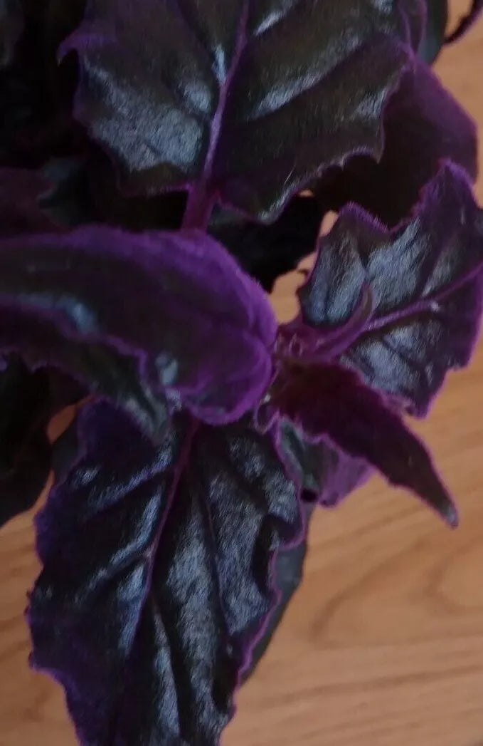 Purple Passion Plant - Live 4" Gynura Aurantiaca Indoor Houseplant with Purple Velvet Foliage
