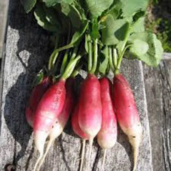 French Breakfast Radish Seeds – Heirloom Non-GMO, 500 Seeds, Raphanus sativus, Crisp & Flavorful Radishes for Salads & Garnishes