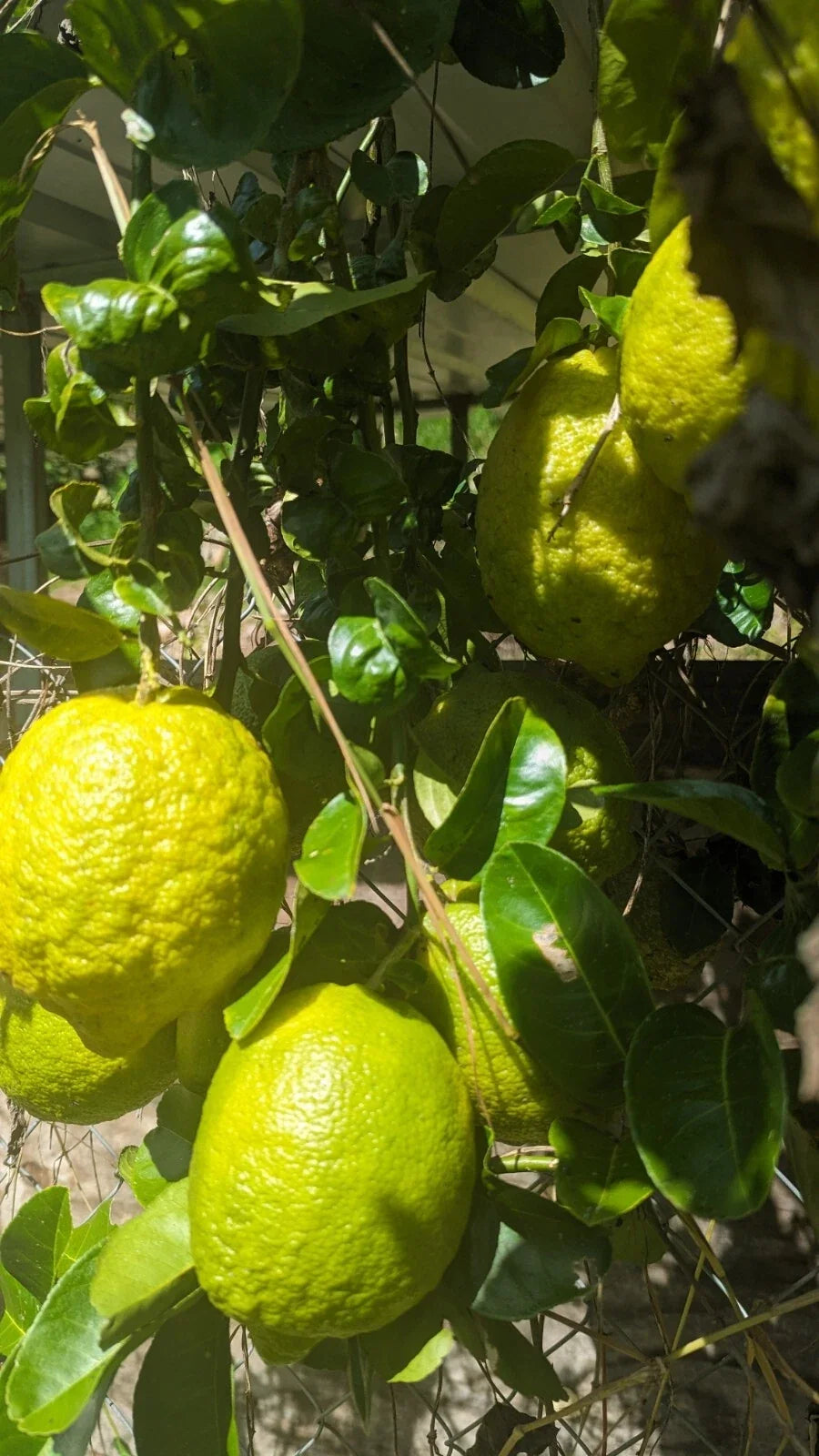 Ponderosa Sour Lemon Tree Seedling – Organic Citrus limon ‘Ponderosa’ – Large Fruit, Sour Flavor, Rooted Plant for Garden or Container