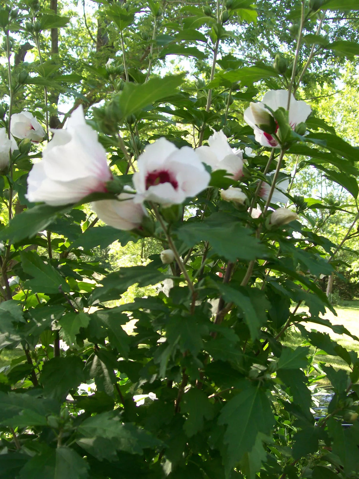 Set of 4 Rose of Sharon Plants 12-24 Inches, Hibiscus syriacus, Mixed Colors, Hardy Shrubs for Zones 5-9
