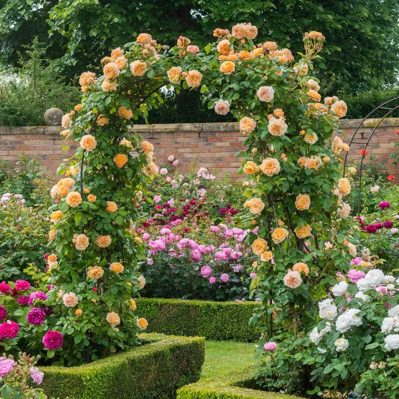CROWN PRINCESS MARGARETA Rose Cuttings 5-8" Fresh Unrooted Stems by David Austin