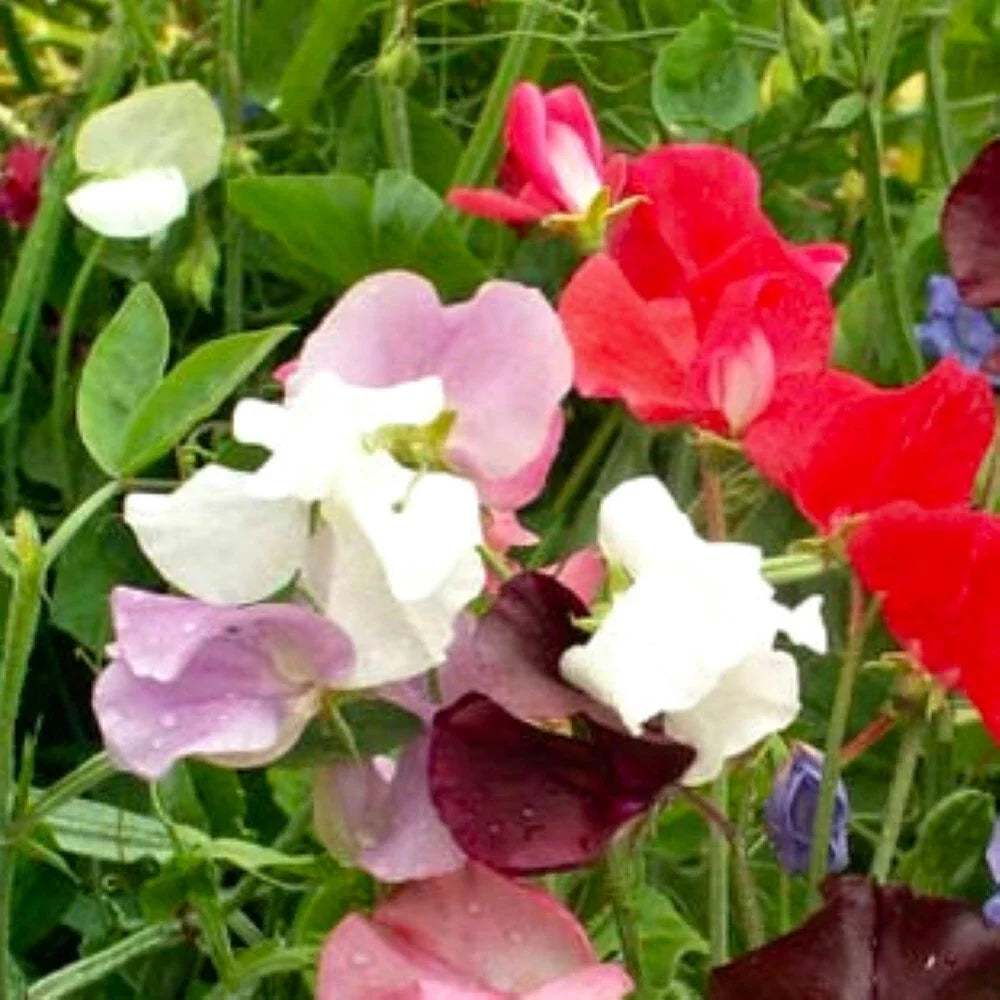 Royal Mix Sweet Pea Seeds, Heirloom, Fragrant Blooms, Lathyrus odoratus, Climbing Vine, Non-GMO Garden Seeds