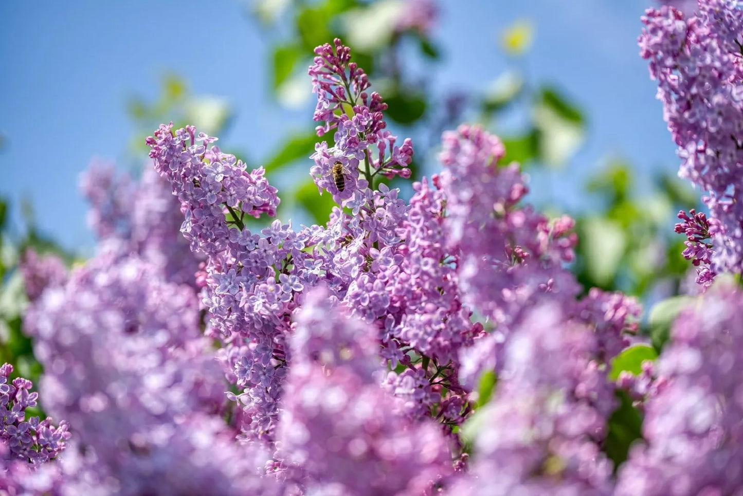 Purple Lilac Shrub Seeds, Syringa villosa, Fragrant Flowering Plant for Gardens, 20 Count