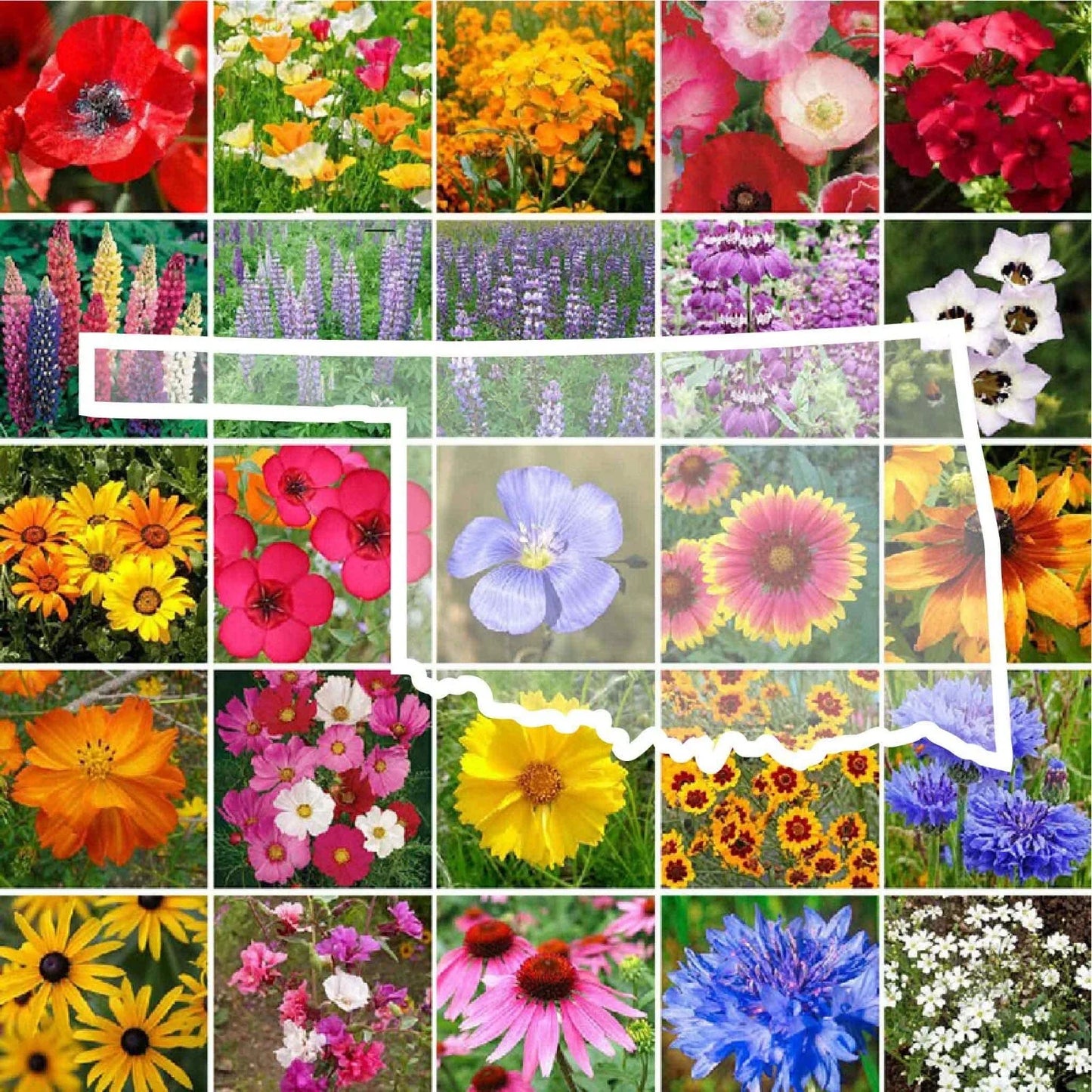 Wildflower Seed Mix - Oklahoma State Flower - Native Perennials & Annuals - Non-GMO - 1000 Seeds for Pollinators