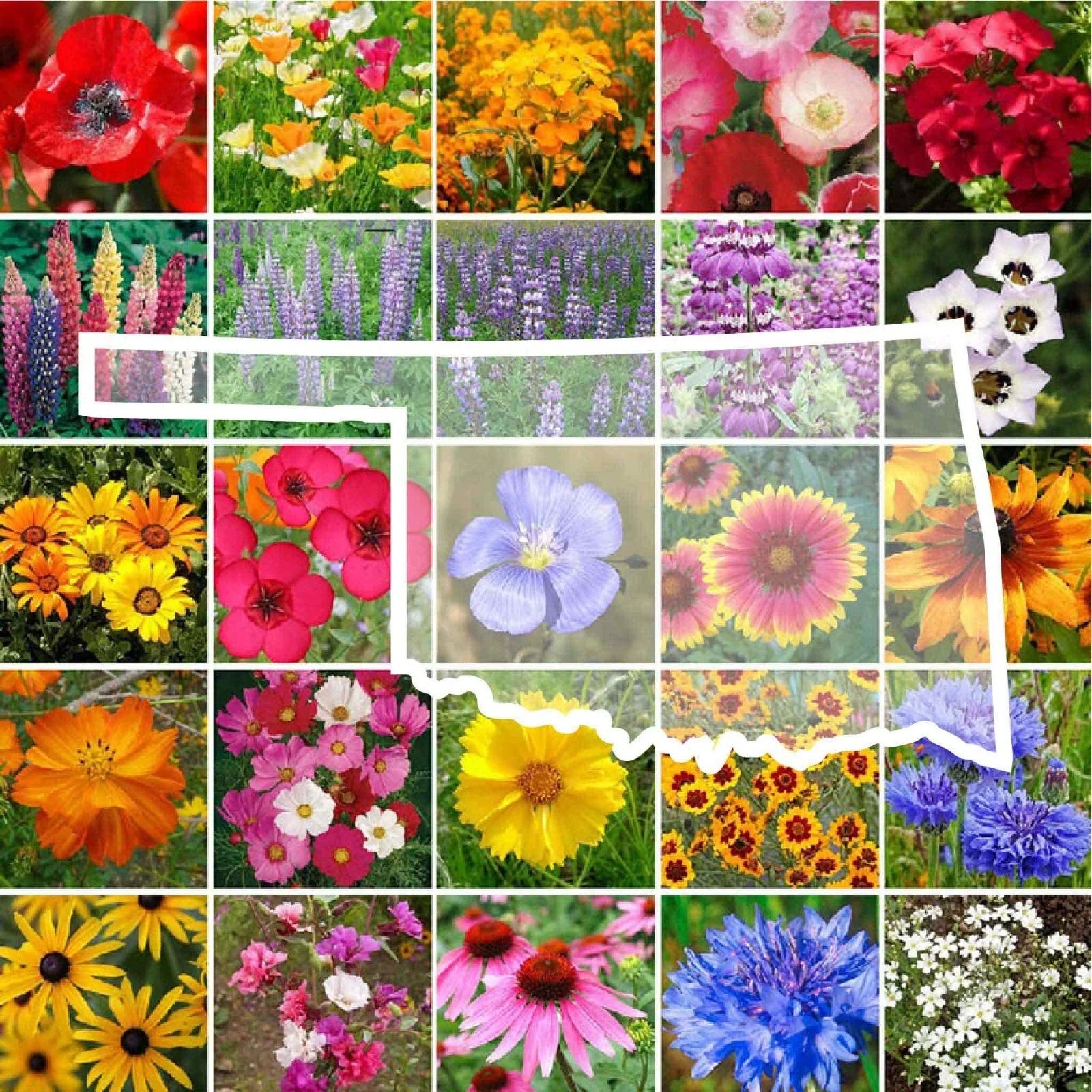 Wildflower Seed Mix - Oklahoma State Flower - Native Perennials & Annuals - Non-GMO - 1000 Seeds for Pollinators