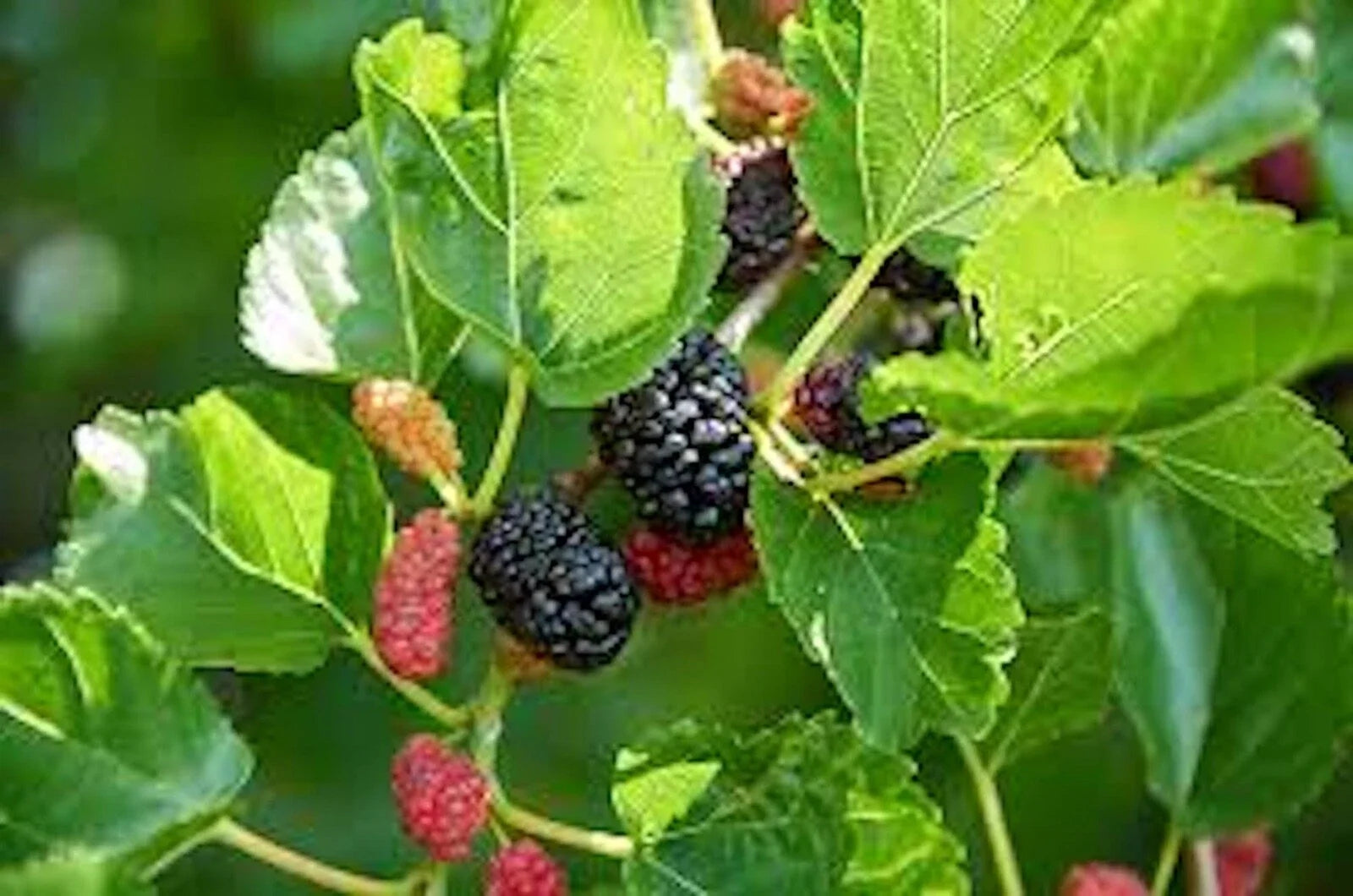 Red Mulberry Trees 12-24in Bare Root Morus rubra Edible Fruit Trees for Planting