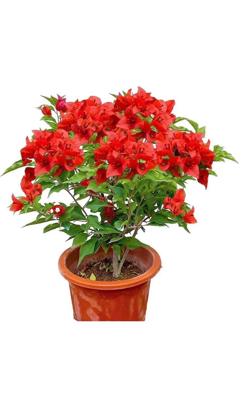 Jamaican Red Bougainvillea Starter Plant - Rare Tropical Flowering Vine with Vibrant Red Bracts