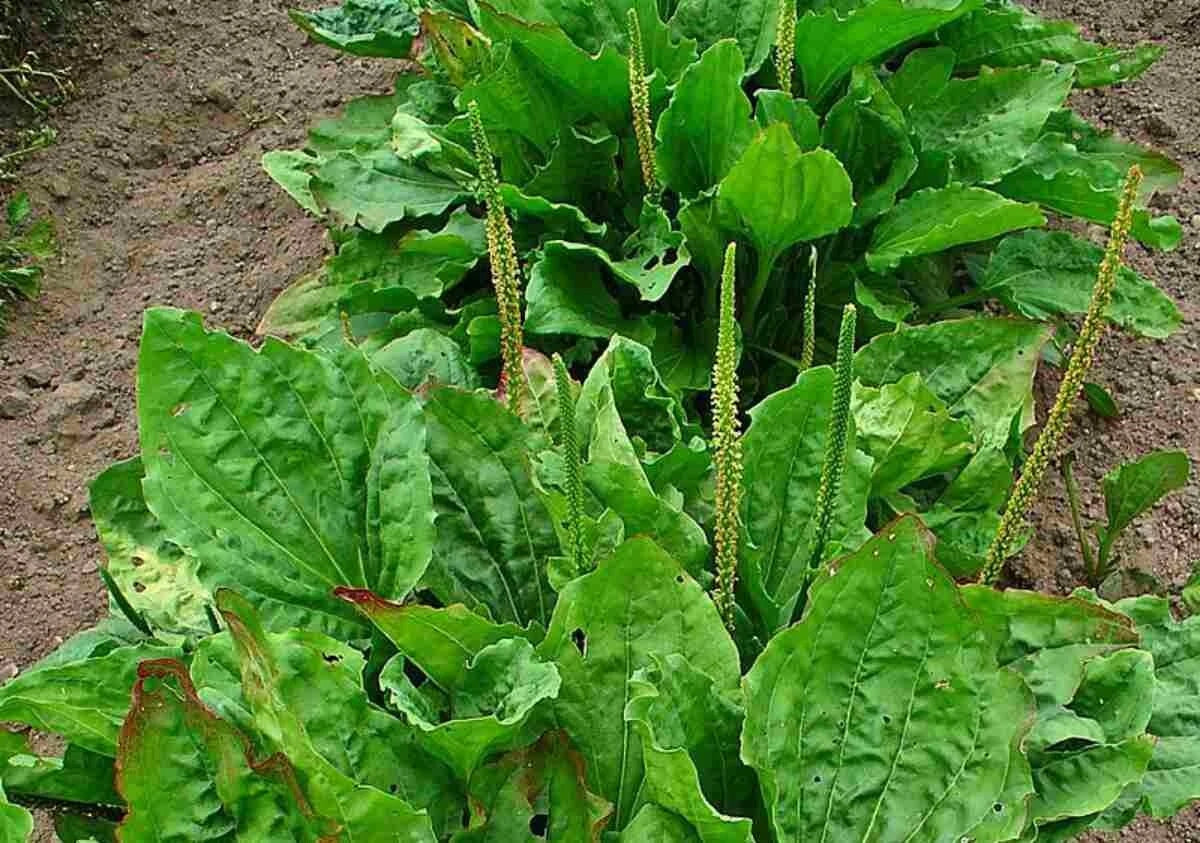 100+ Broadleaf Plantain Seeds - Plantago major Heirloom Garden Seeds