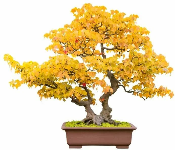 Trident Maple Bonsai Tree Seeds - Acer buergerianum - Indoor/Outdoor Drought Tolerant 20 Pack