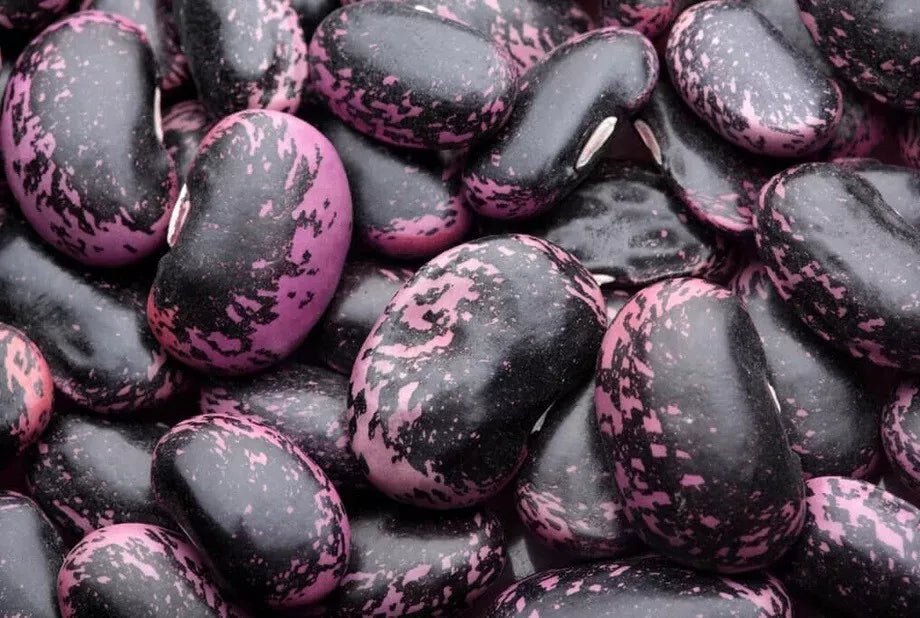 Scarlet Emperor Runner Bean Seeds – Heirloom Climbing Vine with Vibrant Red Flowers, Phaseolus coccineus, 10 Seeds