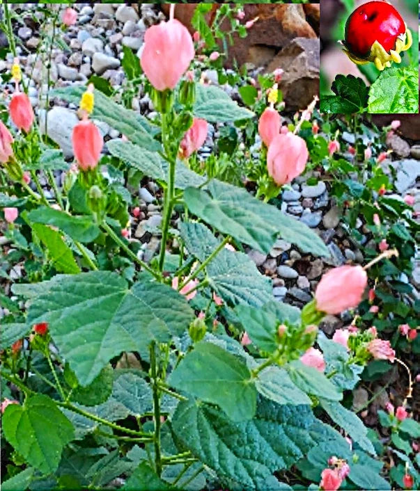 Organic Pink Turk's Cap Seeds, Hibiscus moscheutos, Sleeping Hibiscus Flowers, Perennial, Full Sun, 5 Seeds