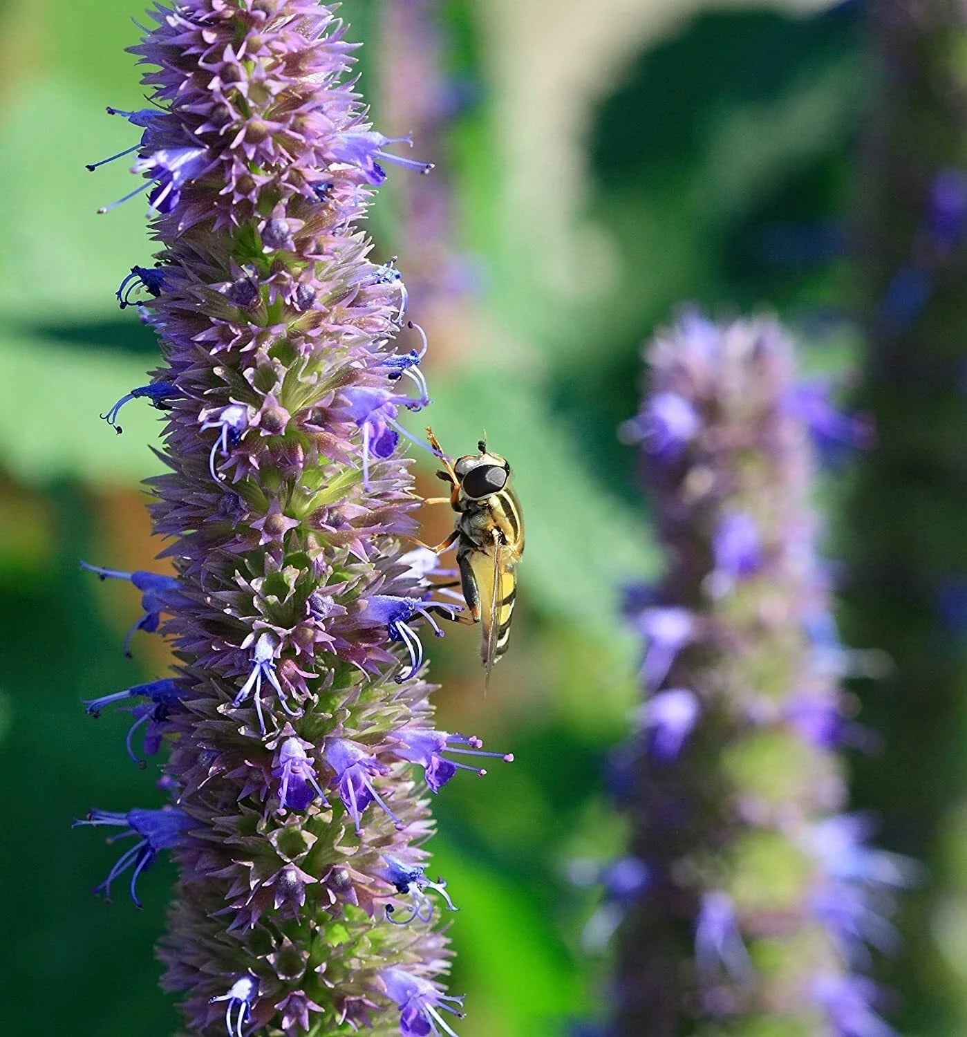 Anise Hyssop Seeds - 200 Packets - Agastache foeniculum - Wildflowers for Pollinators & Herbal Gardens