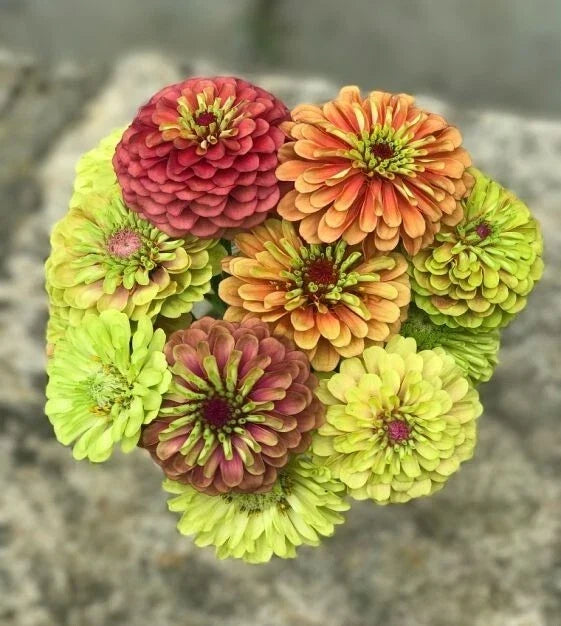 Queen Lime Mix Zinnia Seeds - 100+ Pack, Vibrant Lime Green & Pink Blooms, Zinnia elegans, Garden, Borders, Containers