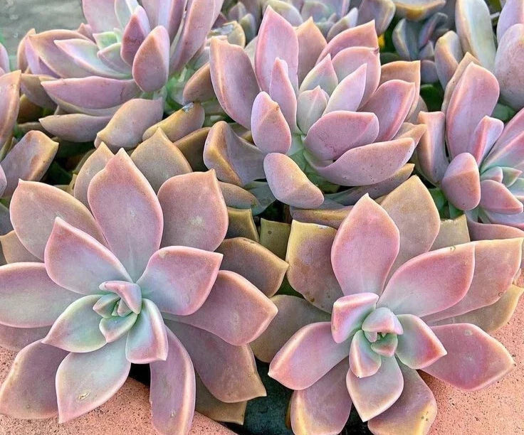 Pink Graptopetalum Paraguayense Succulent - 3" Ghost Plant, Easy Care Indoor Outdoor Plant, Rosette, Graptopetalum paraguayense