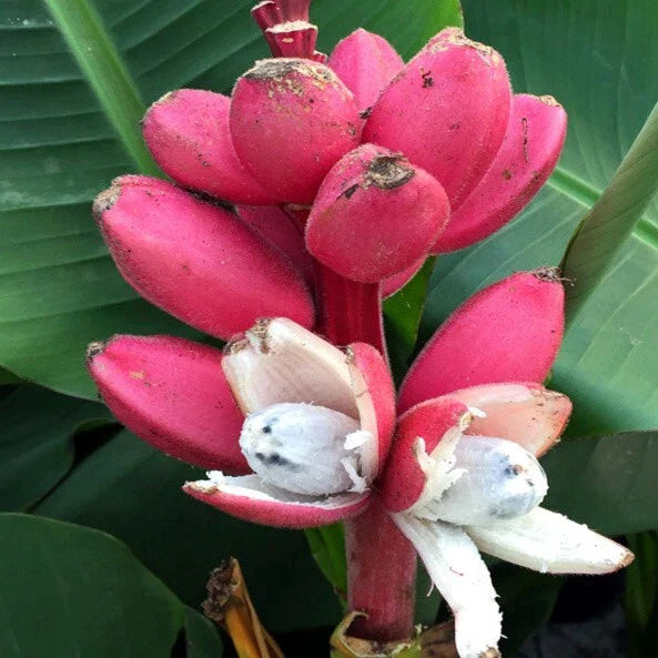 Pink Dwarf Banana Tree Seeds - 10 Rare Musa velutina for Zone 7b