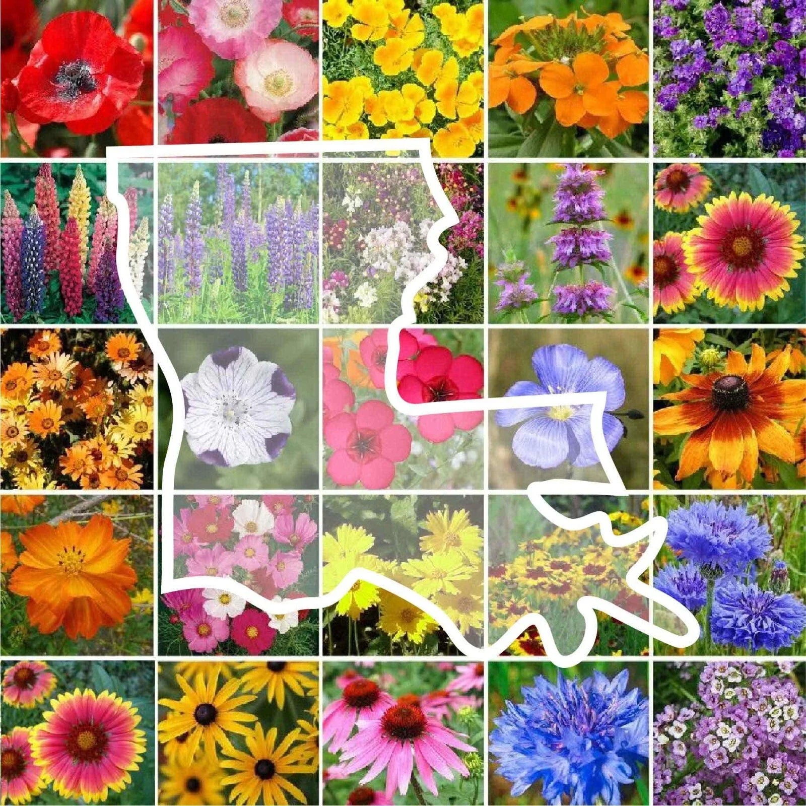 Wildflower Seed Mix - Louisiana Native Perennial & Annual - 1000 Non-GMO Seeds for Gardens & Pollinator Attracting
