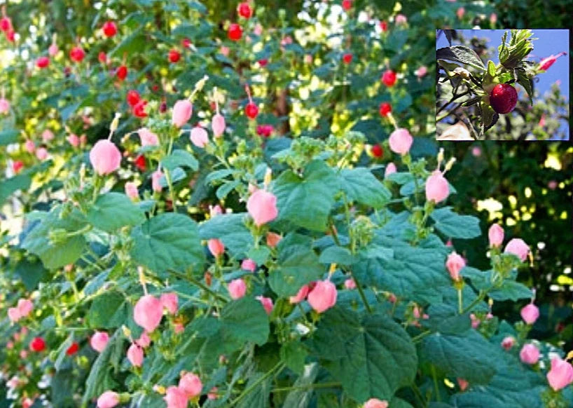 Turk's Cap Seeds - Organic Pink & Red Hibiscus moscheutos - Perennial Flower Seeds for Garden, Borders, Containers