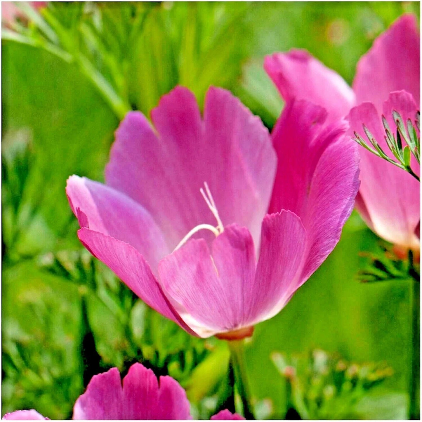Purple Gleam California Poppy Seeds - 501+ Wildflower Seeds for Native Garden - Eschscholzia californica