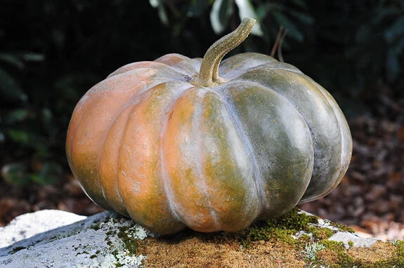 Musque De Province Pumpkin Seeds - 10 Heirloom Cucurbita pepo Seeds for Planting
