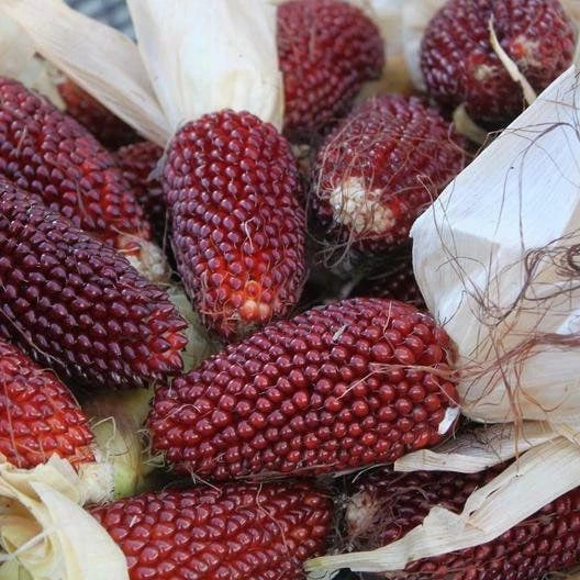 Strawberry Popcorn Seeds - Non-GMO Heirloom Zea mays for Home Gardening