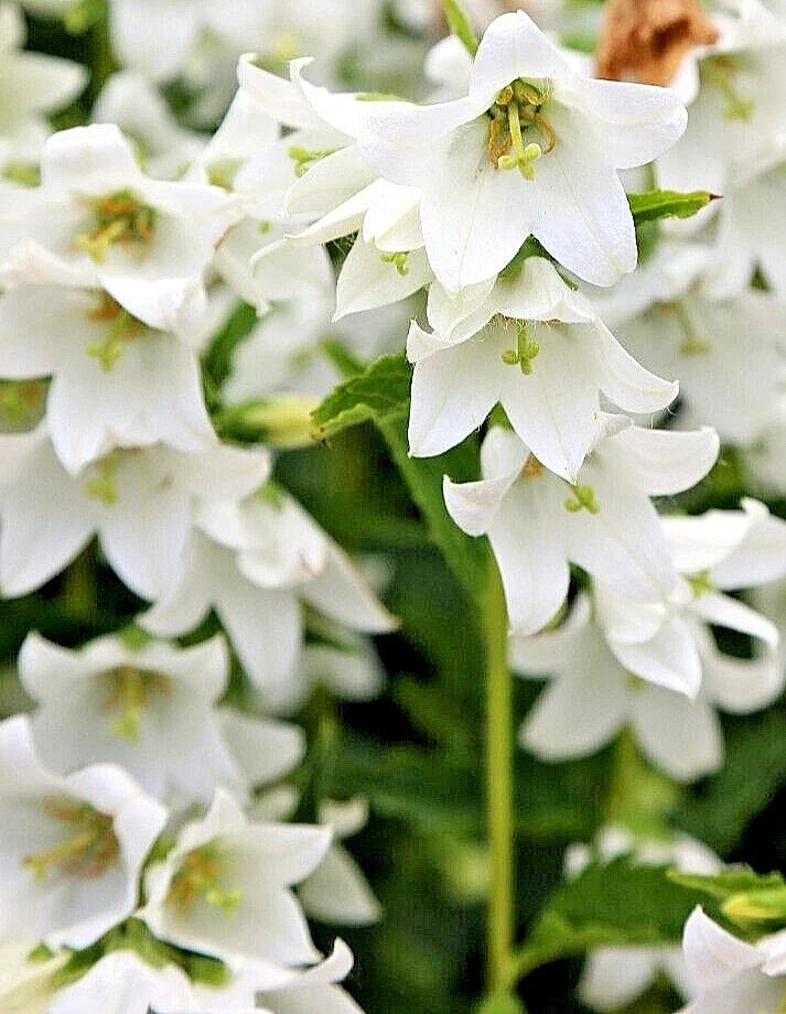 White Chimney Bellflower Seeds 200 Campanula pyramidalis alba Perennial Garden Flower