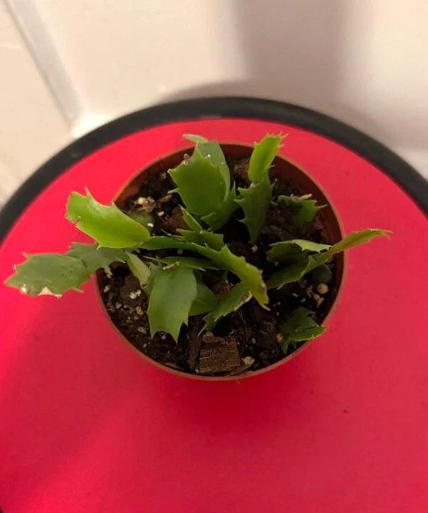 Thanksgiving Cactus Cuttings Potted Pink and Red | Schlumbergera truncata Rooted Plants for Indoor Gardening