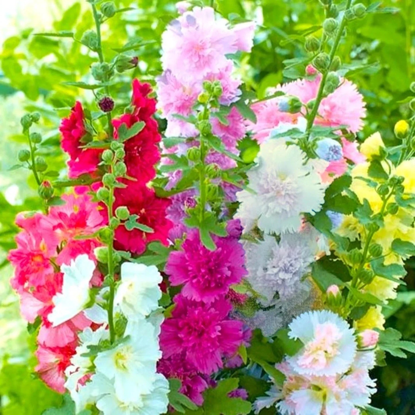 Hollyhock Seeds - Summer Carnival Mix - Alcea rosea Garden Flower Seeds for Borders & Cut Flowers