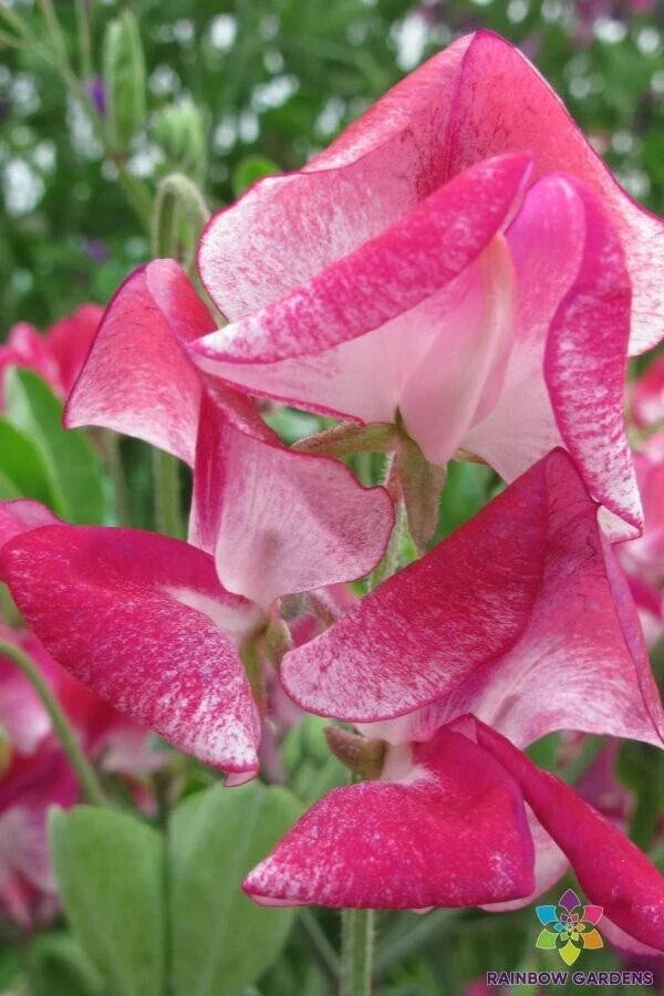 Sweet Pea Seeds - 50+ Solway Classic Semi-Dwarf Lathyrus odoratus for Garden, Container, Fragrant Blooms, USA Free Shipping