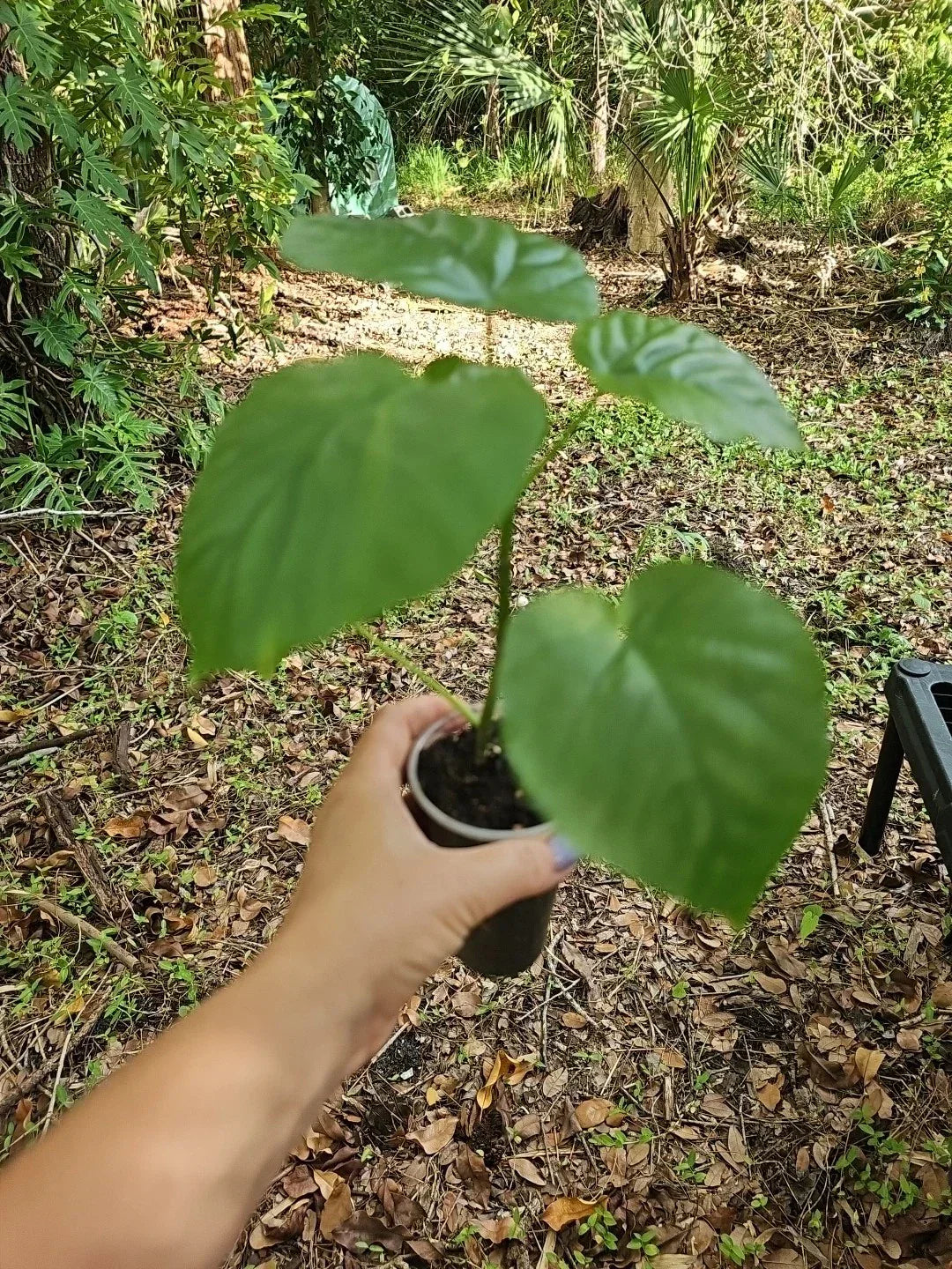 Ficus Umbrellata Live Plant 3" Pot - Rare Umbrella Tree Fig Indoor Houseplant