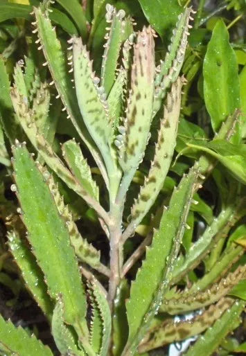 Leopard Mother of Thousands Plant - Kalanchoe Daigremontiana Succulent Indoor Houseplant