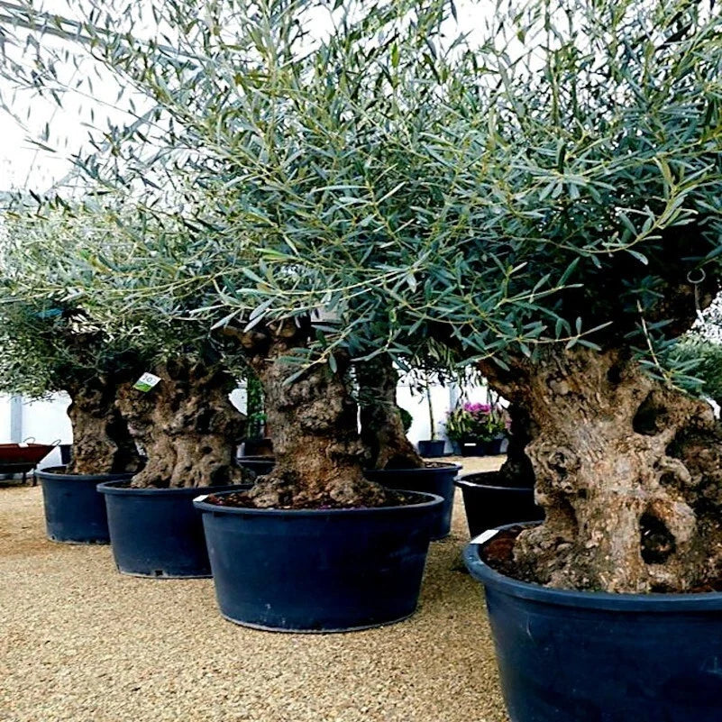 Canino Olive Tree Seeds – Olea europaea – Edible Fruit Plant for Garden, Container, or Landscape