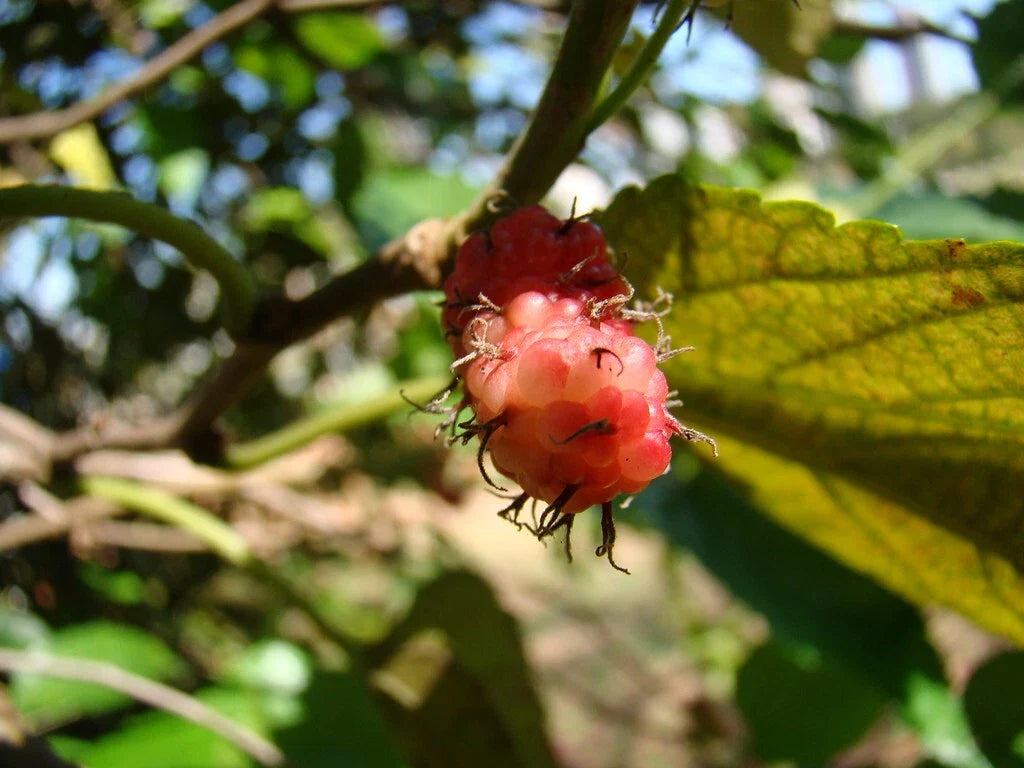 American Mulberry Seeds Morus rubra 50 Seeds for Planting, Edible Berries, Wildlife Attraction