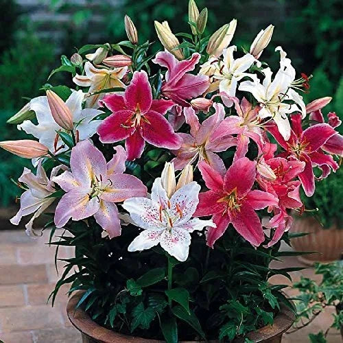 Mixed Oriental Lilies Bulbs - 6 Fresh Lilium orientalis Bulbs for Planting