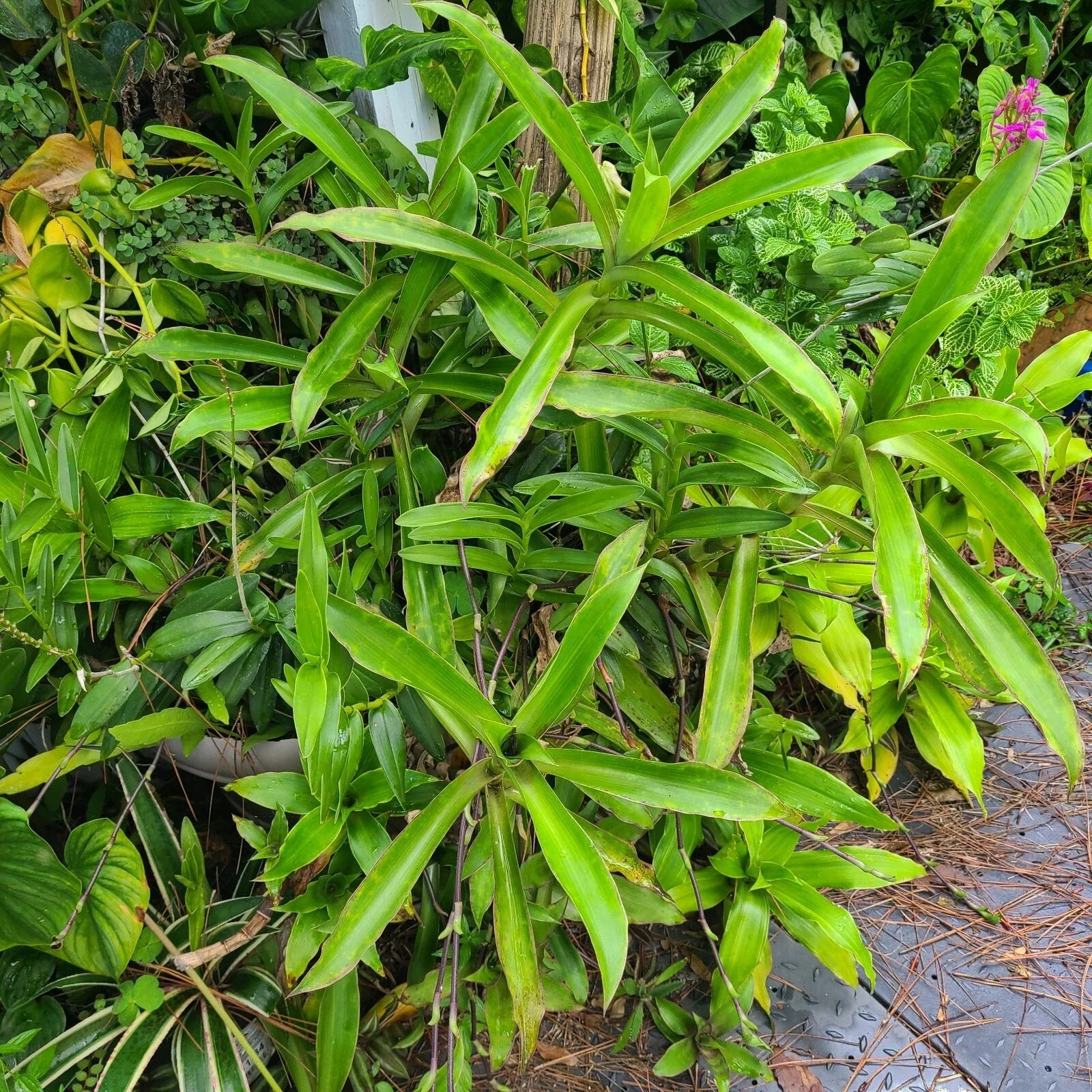 Callisia Fragrans Basket Plant – Rooted Chain Plant with Two Large Trailing Vines – Indoor Decor, Air-Purifying, Easy Care