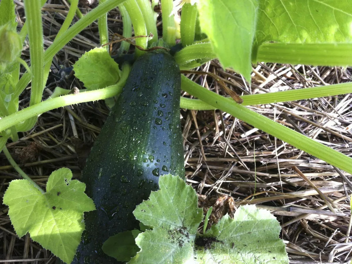 Black Beauty Zucchini Seeds 1 LB - Non-GMO Heirloom Summer Squash