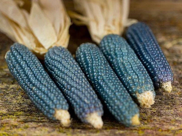 Blue Miniature Popcorn Corn Seeds 25 Ct - NON-GMO Zea mays for Home Garden