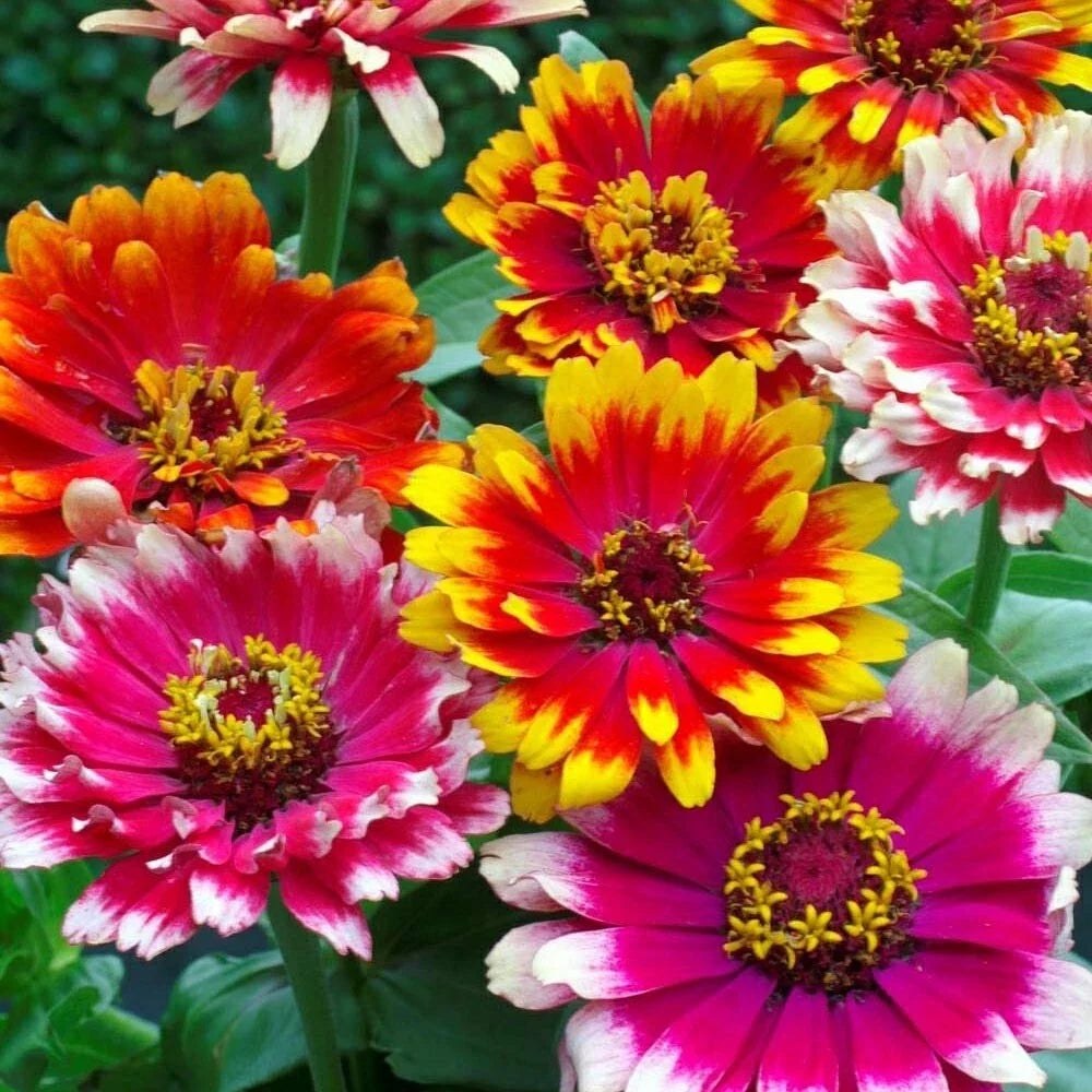 Mixed Zinnia Seeds - 100+ Pack, Colorful Swirls, Zinnia elegans, Garden Flower Seeds, Butterfly Attracting, Full Sun, USA