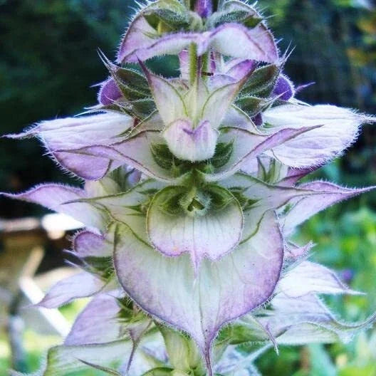 Clary Sage Seeds - 30 Pack - Bluish-White Flowers - Salvia sclarea - Easy to Grow Herb for Gardens & Pollinators
