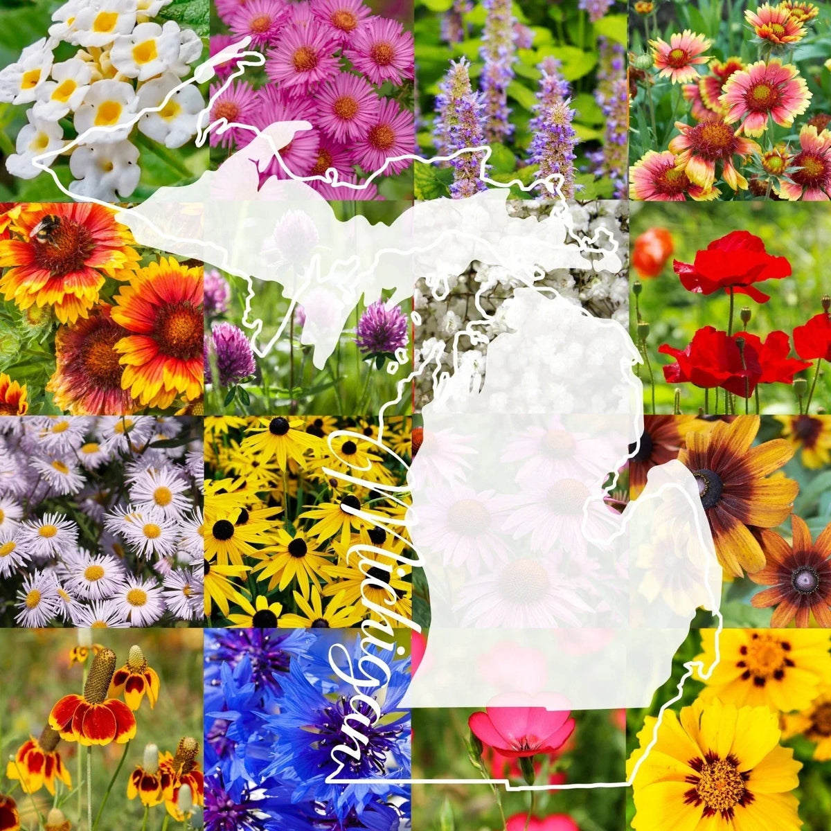 Wildflower Seed Mix 1 lb Michigan Blend - Covers 2,000 sq ft, Native Wildflowers for Pollinators