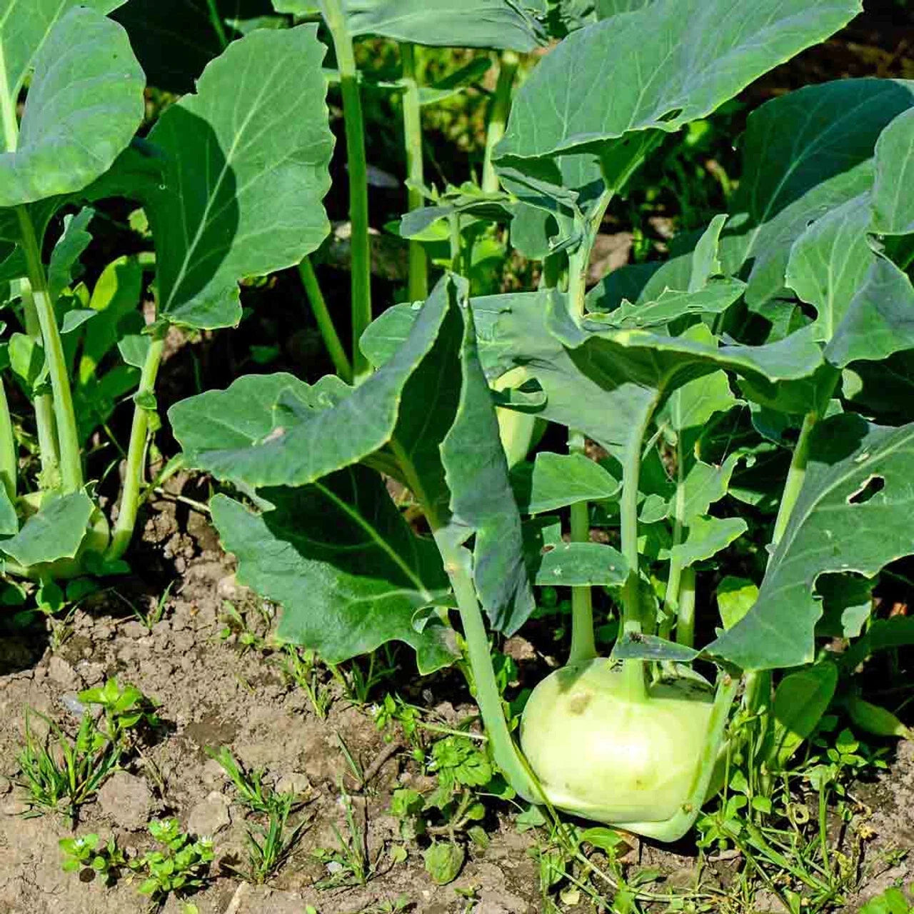 Kohlrabi Seeds 200+ Early White Vienna Brassica oleracea Vegetable Garden Seeds for Cool Weather Crops