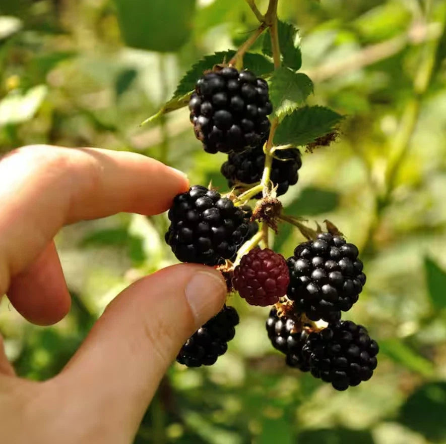 Set of 2 Live Ouachita Blackberry Plants – 4–6 Inch Soil-Wrapped Roots Rubus fruticosus 'Ouachita'