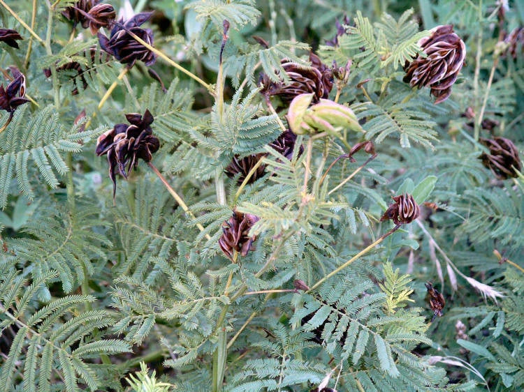 170 Illinois Bundleflower Seeds - Fern-Like Foliage - Desmanthus illinoensis - Groco USA